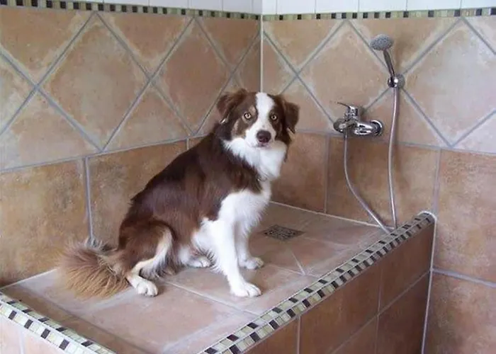 4 Sterne Dtv & 2 Pfoedchen Dtv 